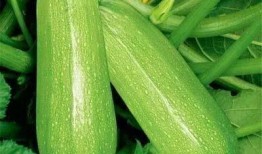 小王瓜怎么吃,解锁美味新体验