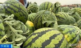 山东曹力明吃瓜,一场网络热议的瓜田奇谈