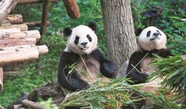 香果熊猫吃瓜,香果熊猫的夏日瓜果盛宴