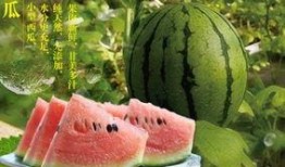 逛瓜园有吃瓜的没有,品味甜蜜，共享悠闲时光