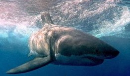 白鲨吃瓜事件,一场海洋奇观引发的生态热议